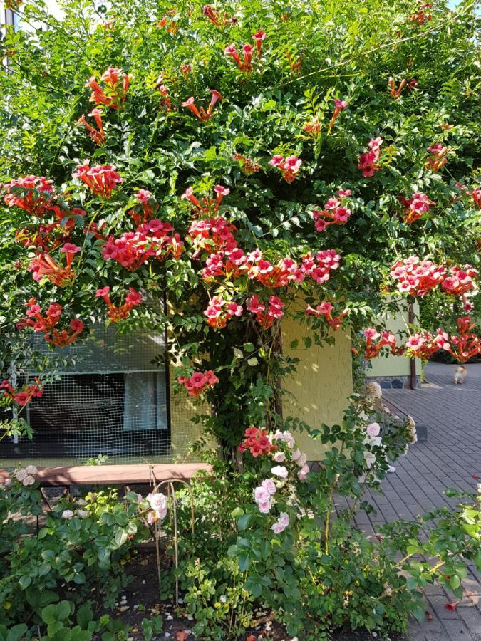 Vila Florena Garden Palanga Eksteriør billede